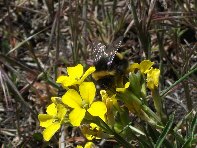 Rifugio_della_Galvarina - 20100509 096.jpg